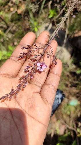 Sopubia mannii