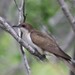 Black-billed Cuckoo - Photo (c) Craig Evans, all rights reserved