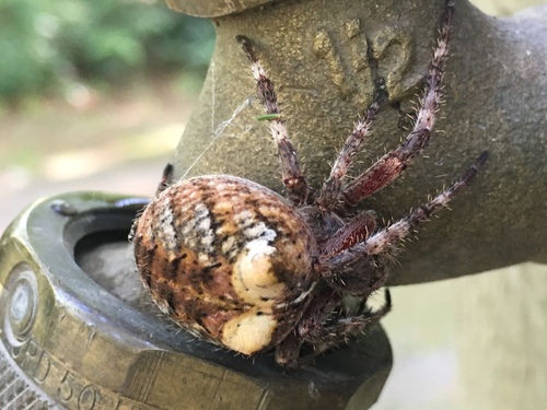 Fierce Orbweaver
