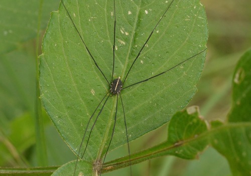 Paranelima albalineata