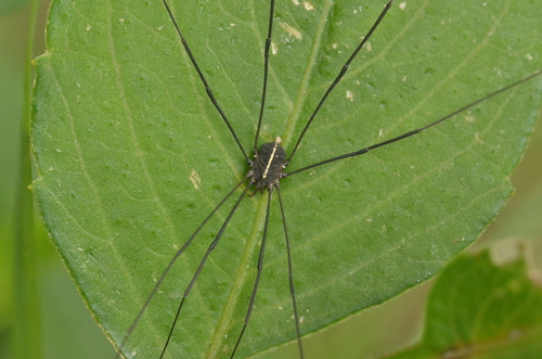Paranelima albalineata