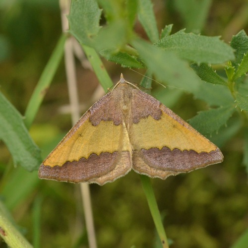 Lychnosea helveolaria (Hulst, 1881)