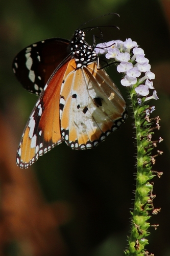 Plain Tiger Butterfly