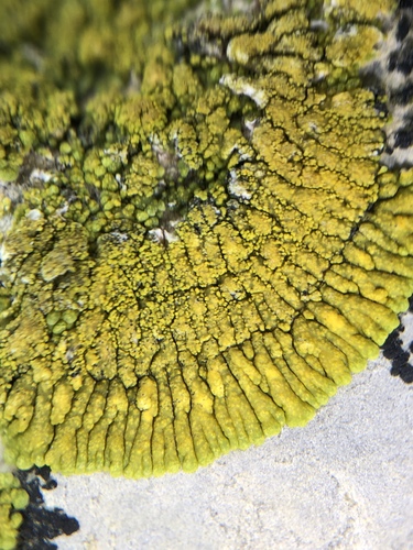 Ringed Firedot Lichen