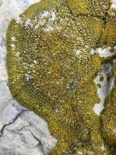 Ringed Firedot Lichen