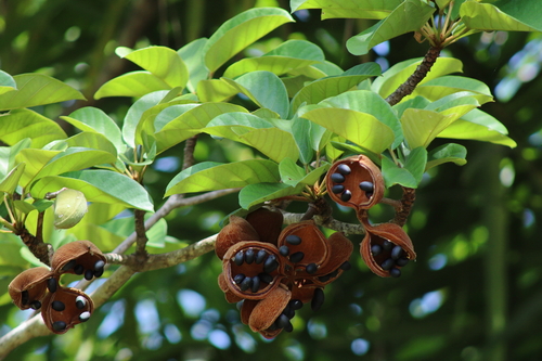 Sterculia tragacantha