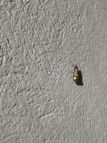 Callimodes mannii