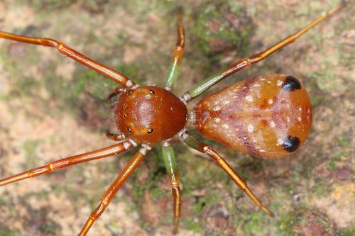 Amyciaea orientalis