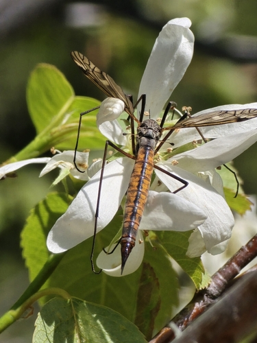 Unknown species found near Twin Lakes, ID 83858, USA