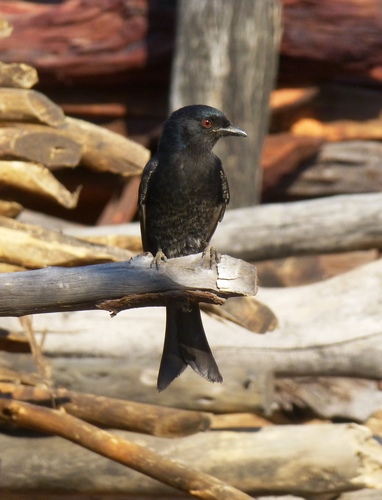 Kalahari Fork-tailed Drongo