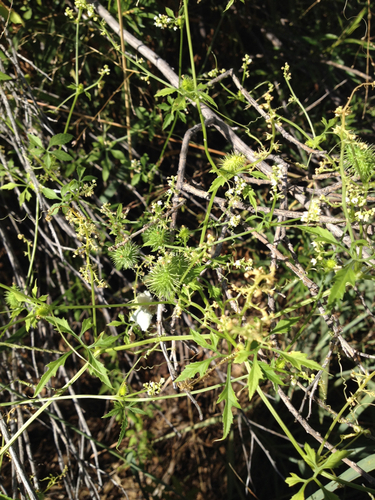 Trans-Pecos cyclanthera (Cyclanthera stenura)