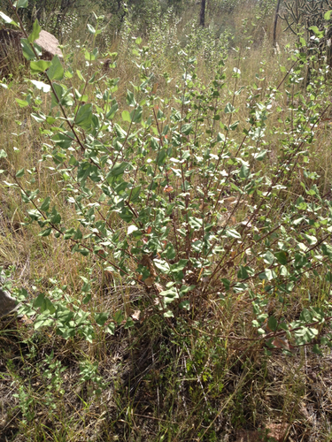 Heartleaf Goldeneye (Viguiera cordifolia)