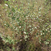 Viguiera cordifolia - Photo (c) Jonah Evans, todos os direitos reservados, uploaded by Jonah Evans