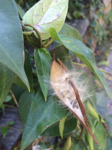 black swallow-wort