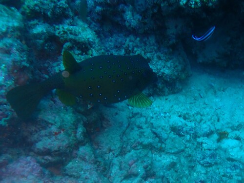 Yellow Boxfish — seen at this dive site