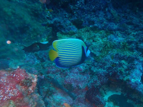 Emperor Angelfish — seen at this dive site