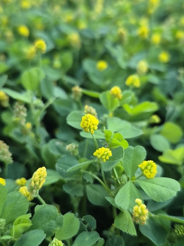 Black Medick