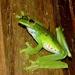 Palmar Tree Frog - Photo (c) Edison Ocaña, all rights reserved, uploaded by Edison Ocaña