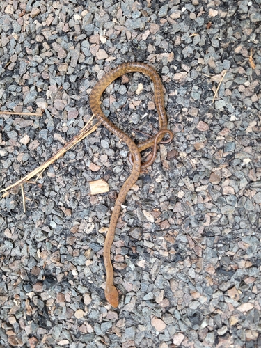 Brown Tree Snake sighting