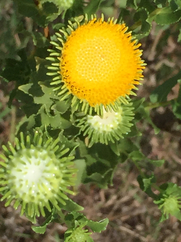 Curlycup Gumweed