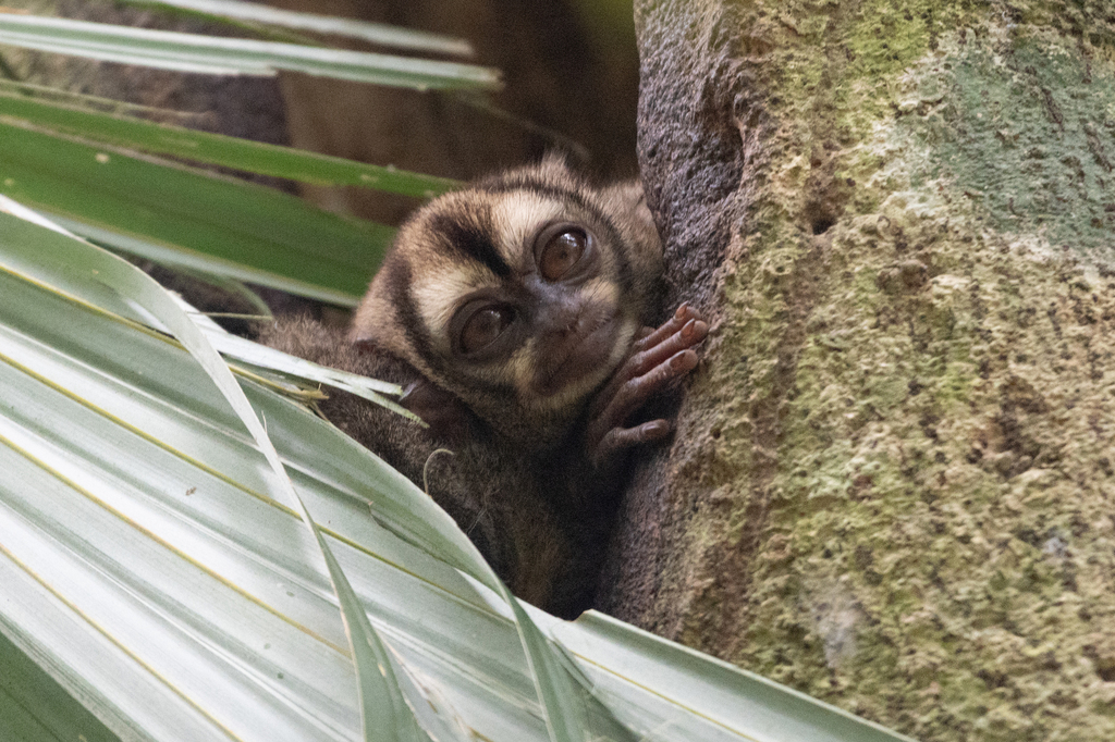 Panamanian Night Monkey from Colón District, Colón Province, Panama on ...