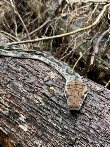 Australian Scrub Python sighting