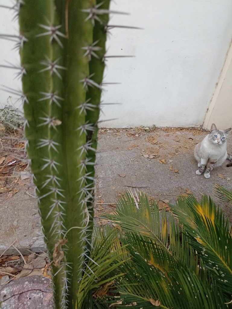 Indian Comb from 80014 Sin., México on April 25, 2025 at 06:25 PM by ...