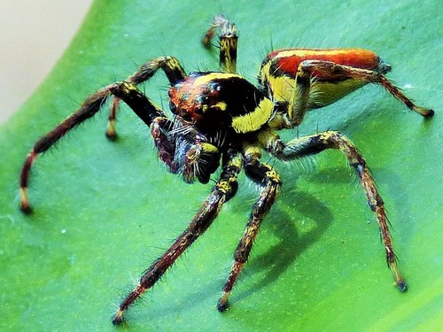 Frigga pratensis