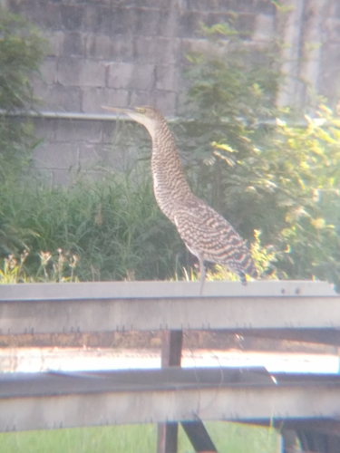 Bare-throated Tiger-Heron (Tigrisoma mexicanum)