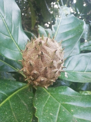 Image of Magnolia inbioana