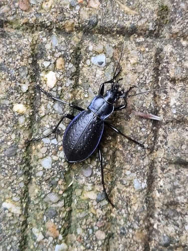 Carabus obsoletus