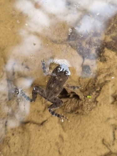 Yellow-bellied Toad