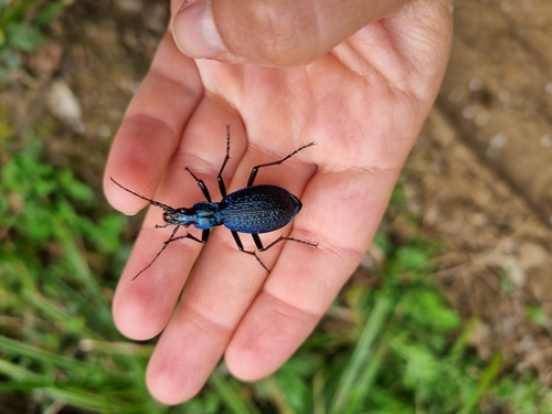 Blue Ground Beetle