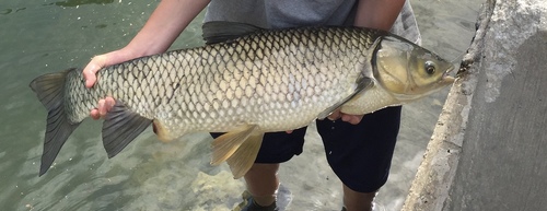 Grass Carp