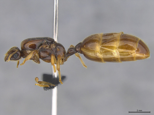 Dolopomyrmex pilatusDolopomyrmex pilatus