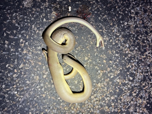 Olive Python sighting