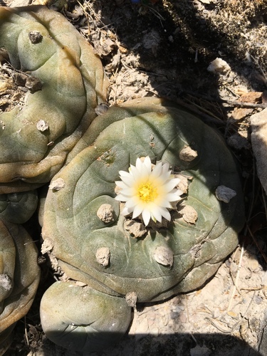 Lophophora diffusa