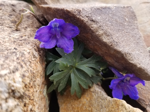 Delphinium alpestre Rydb.