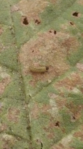 iNaturalist observation photo of Elm Leaf Beetle