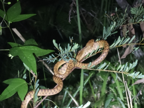 Brown Tree Snake sighting