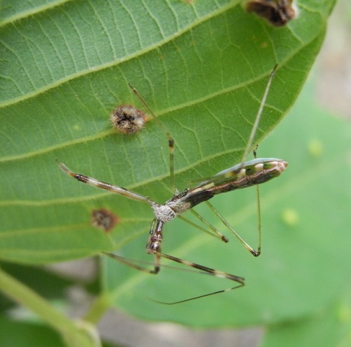 True Bugs (Hemipterans) of the Philippines's Check List · iNaturalist.org