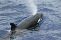 Pilot whale