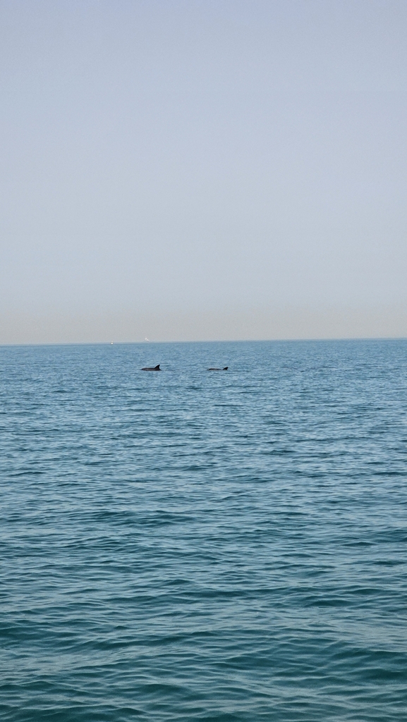 Indo-Pacific Bottlenose Dolphin
