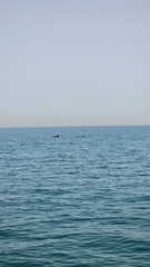 Indo-Pacific Bottlenose Dolphin