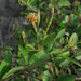 Porophyllum punctatum - Photo 由 Alfredo Dorantes Euan 所上傳的 (c) Alfredo Dorantes Euan，保留所有權利
