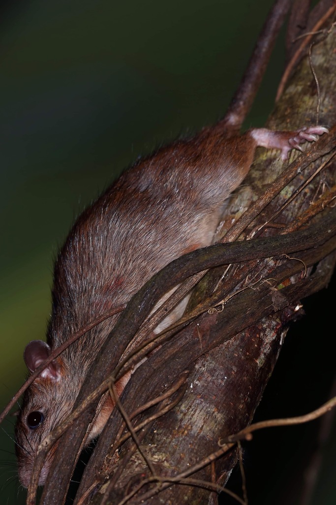 Moluccan prehensile-tailed rat