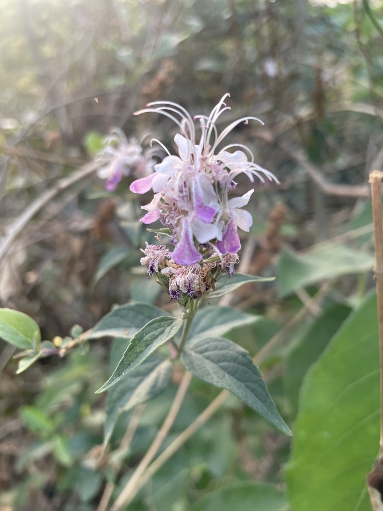 Pseudocaryopteris foetida (Pseudocaryopteris foetida)