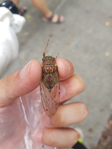 Evening Cicada Tanna Japonensis Inaturalist