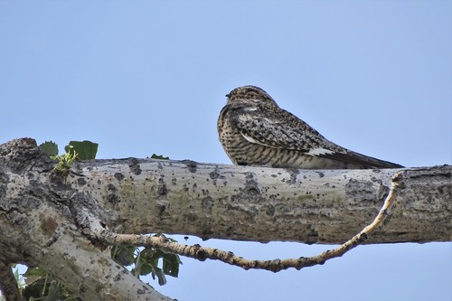 iNaturalist observation 2016-07-07