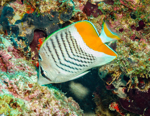 Seychelles Butterflyfish — seen at this dive site